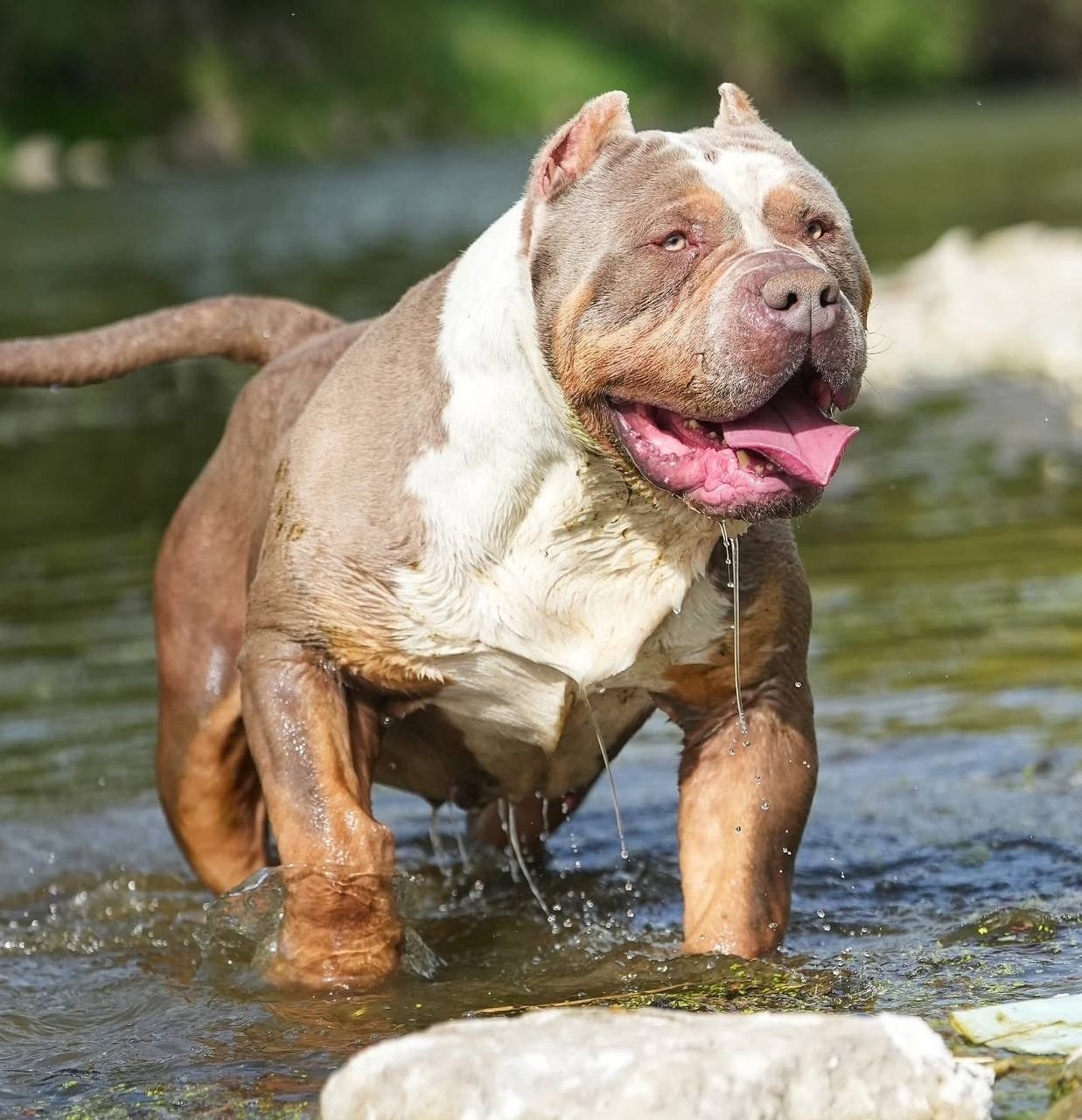 Mako’s GRANDBAR. Американские булли XL в г. Калининград. Питомник Great Bully UNIVERSE