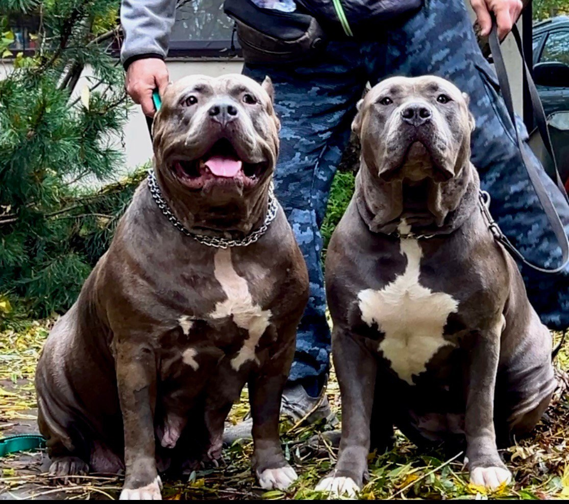UPB’s Queenie & Zeus. 16.04.24. Американские булли XL в г. Калининград. Питомник Great Bully UNIVERSE