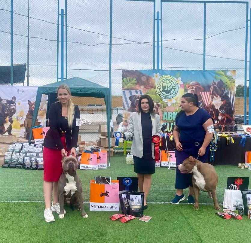 Участие в выставках. Американские булли XL в г. Калининград. Питомник Great Bully UNIVERSE