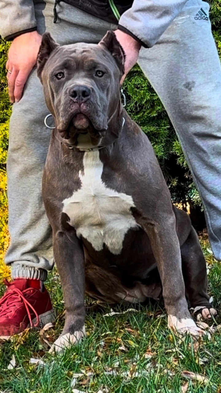 UPB’s Queenie & Zeus. 16.04.24. Американские булли XL в г. Калининград. Питомник Great Bully UNIVERSE