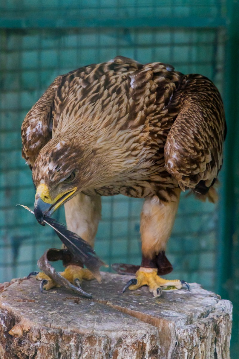 Птицы. Photomantis