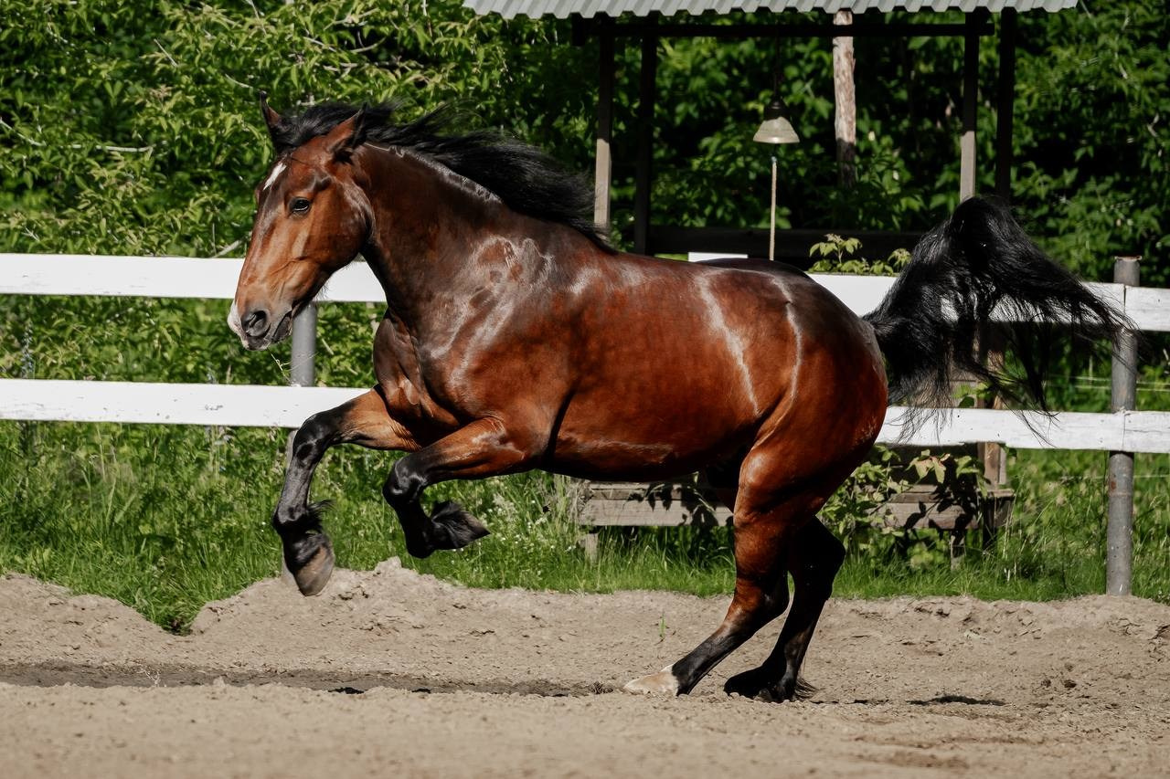 Нюра летом бегал. Куракина Дарья • Конный фотограф