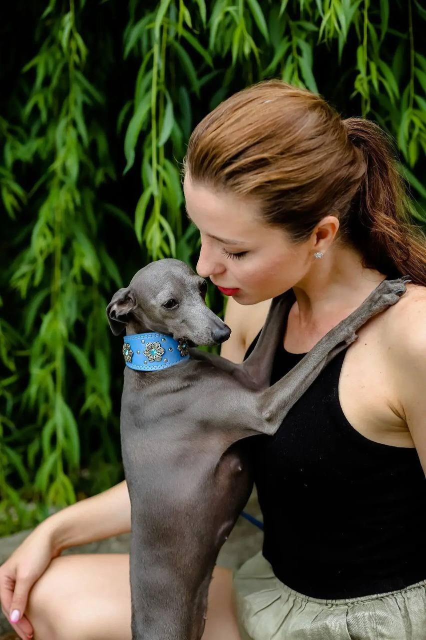 Asti Sapphire Eveline Fler-De-Lys. Профессиональный питомник левреток РКФ/FCI ASTI SAPPHIRE 💎 Сочи|Санкт-Петербург