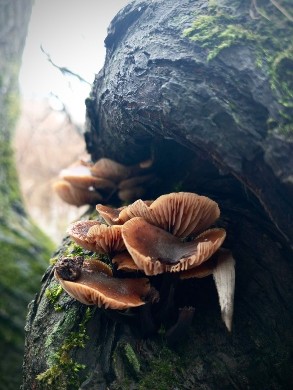 Природа. Фотокружок «Видоискатель» ГБОУ СОШ № 291