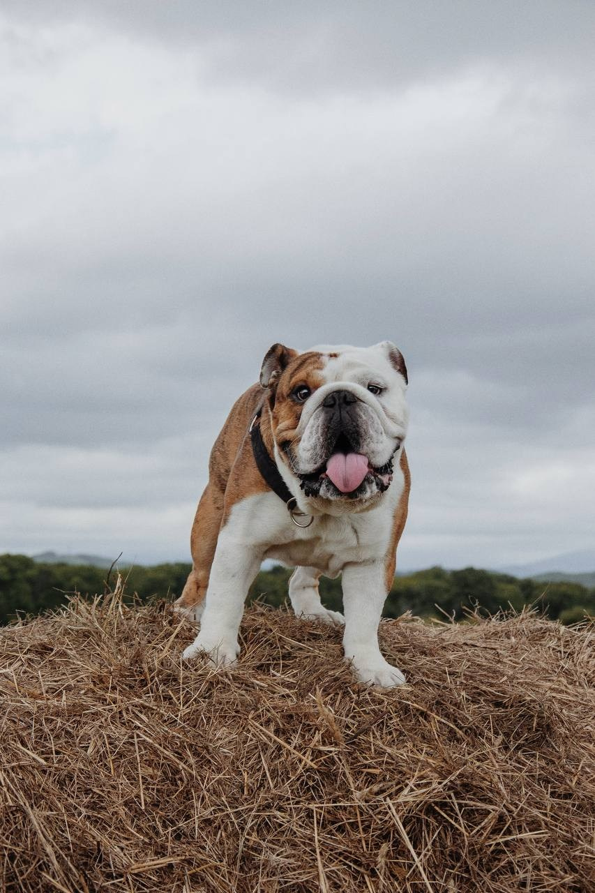 Фото Прогулки. Семейный фотограф анималист г. Находка