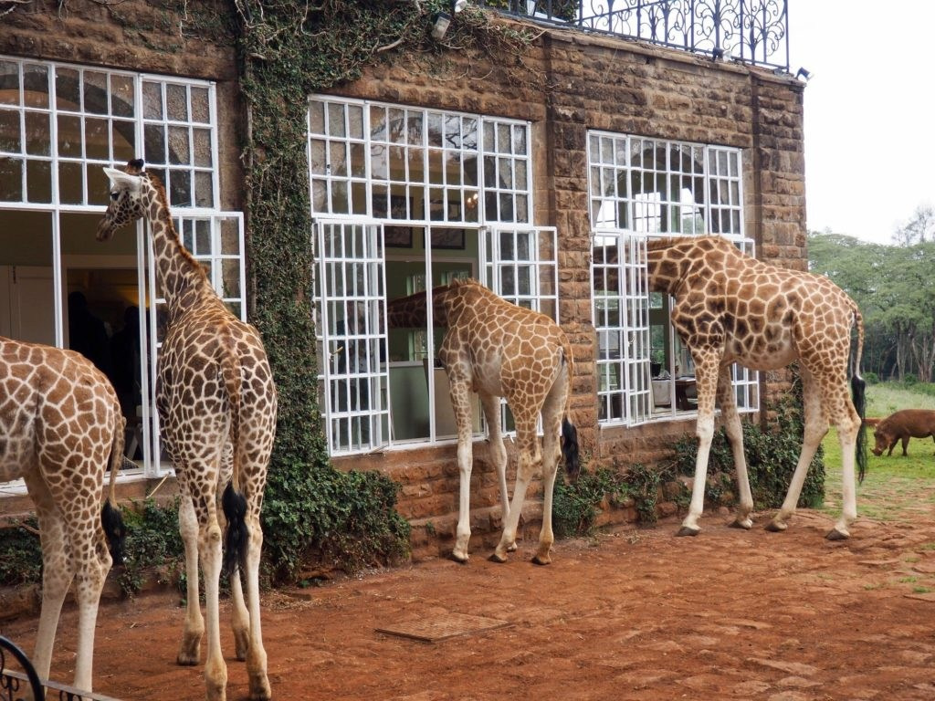 Giraffe Manor, Кения от 2400 долл. Фотограф для маркетплейсов Михаил Бове