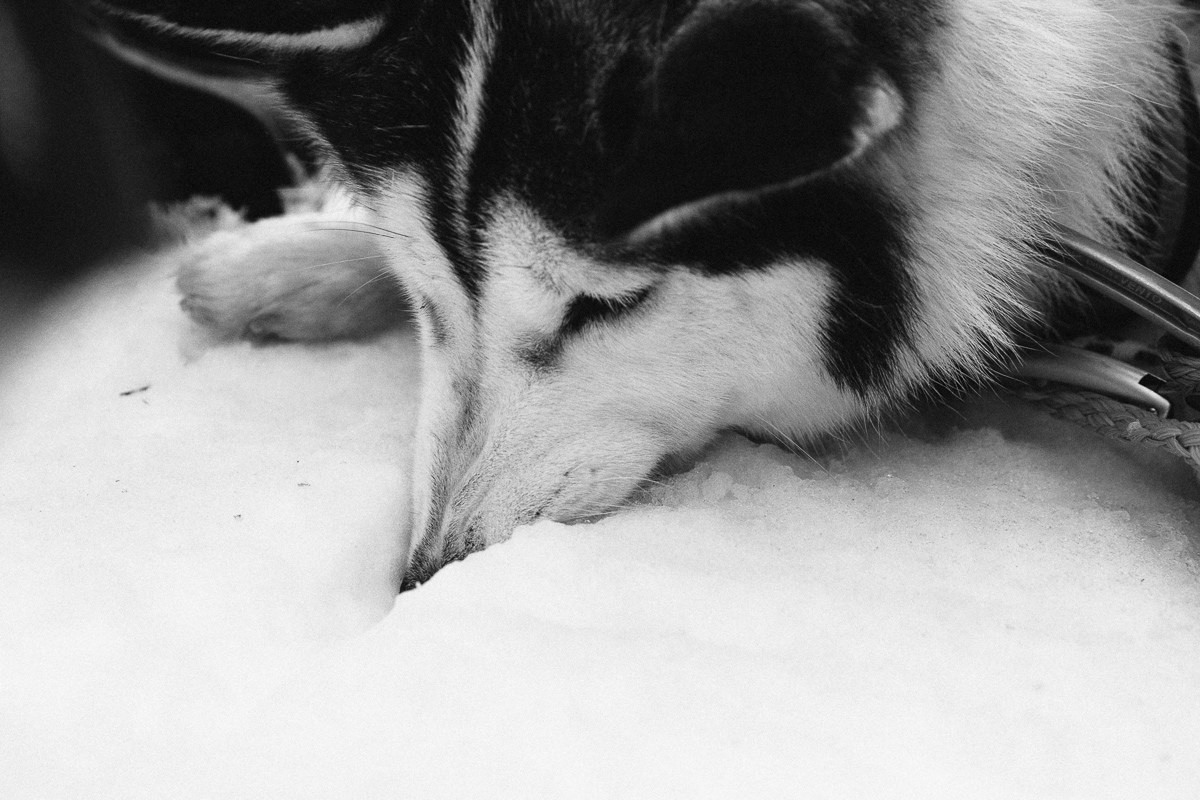 Северная Надежда. Виктор Вытольский —репортажный и событийный фотограф в Москве