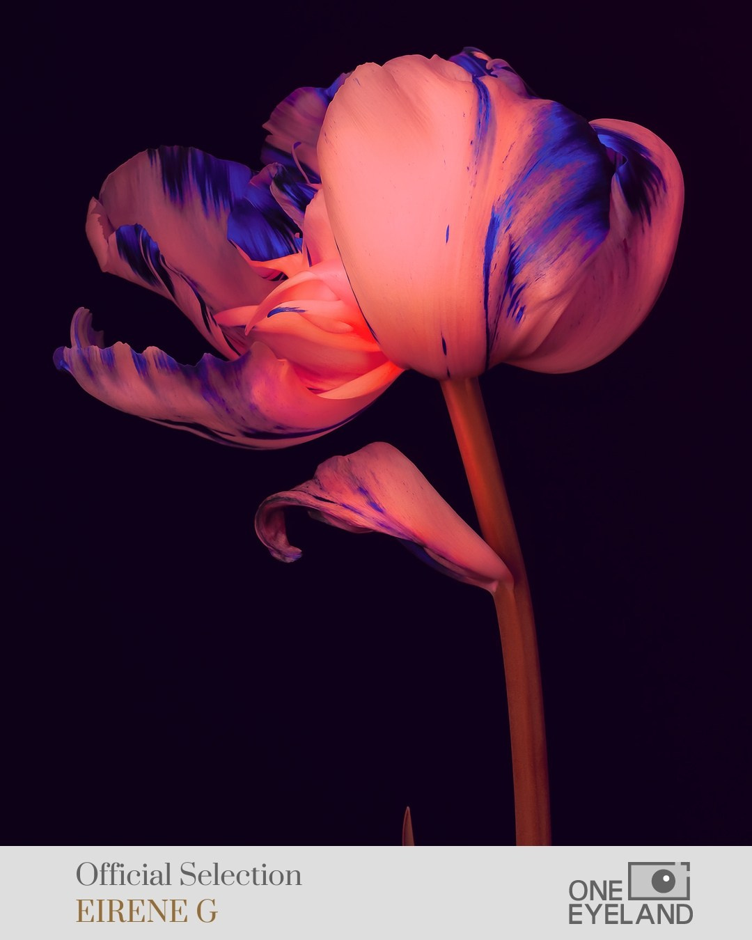 ONEEYELAND GALLERY. Eirene G |  Photoartist | Flowers from my garden