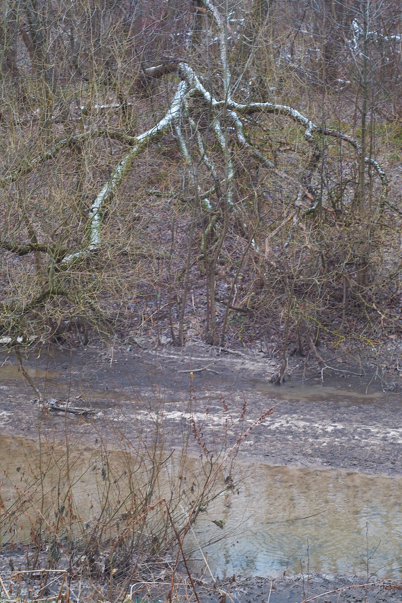 Серия «5 элементов  стихий» — ВОДА, ДЕРЕВО и ЗЕМЛЯ. Сайт фотографа Виталия Дени
