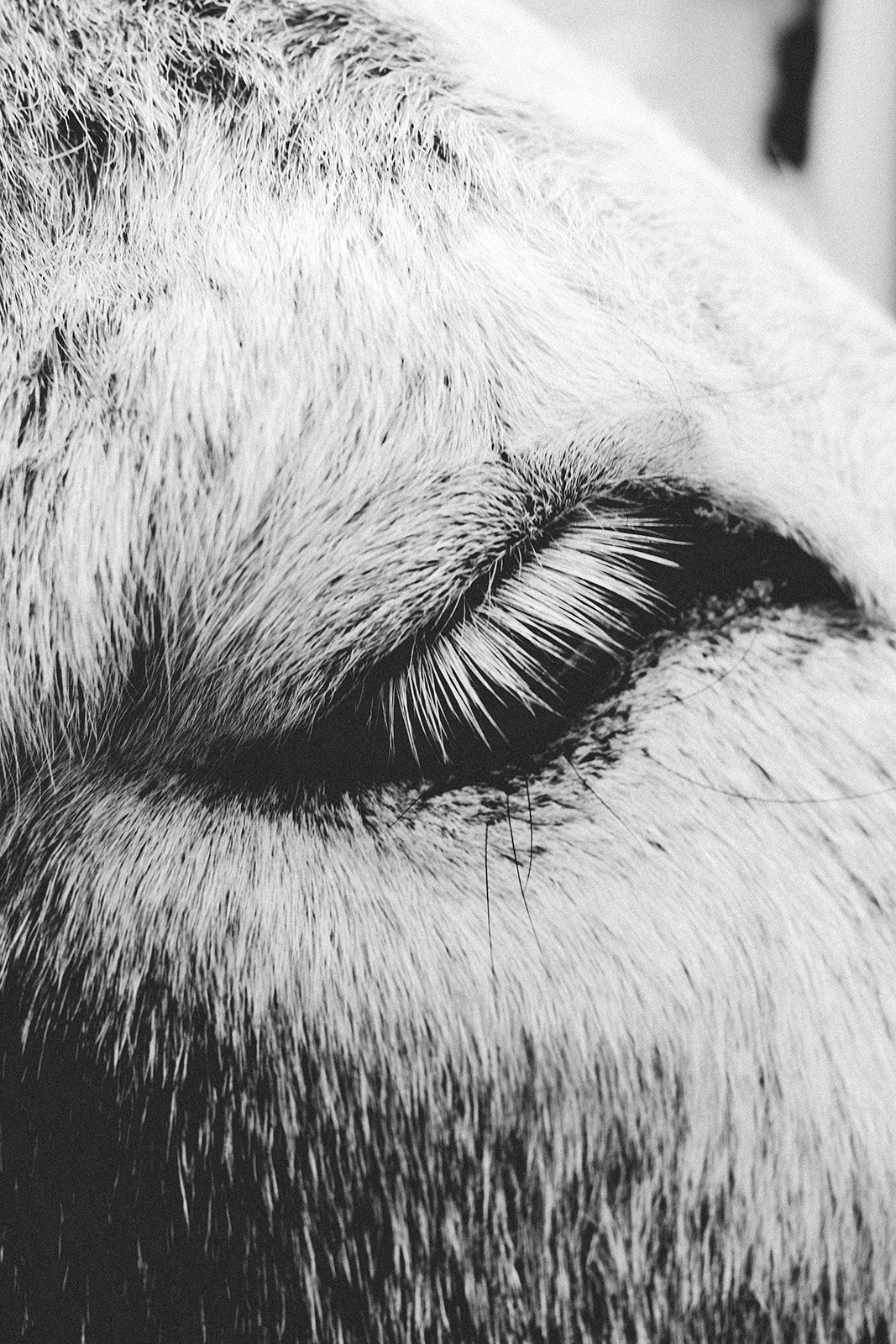 Prints. North Ossetia