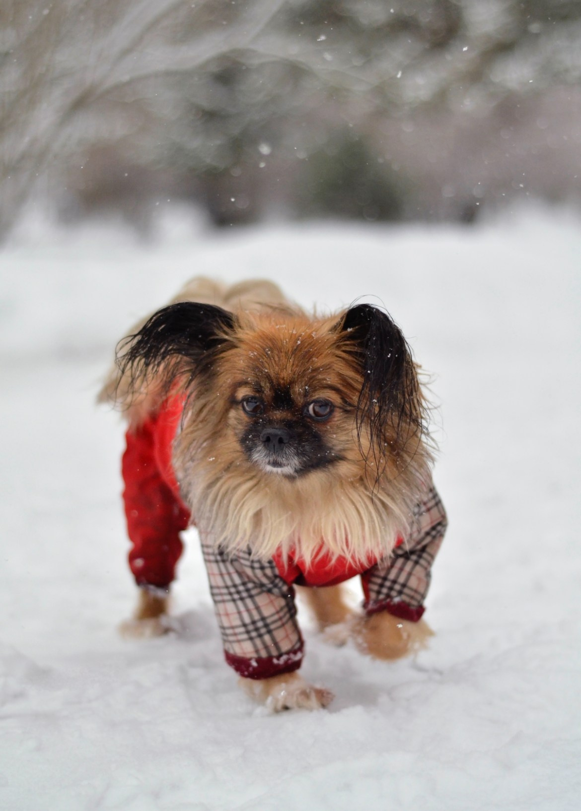 Прогулки с питомцами и без. Фотограф анималист