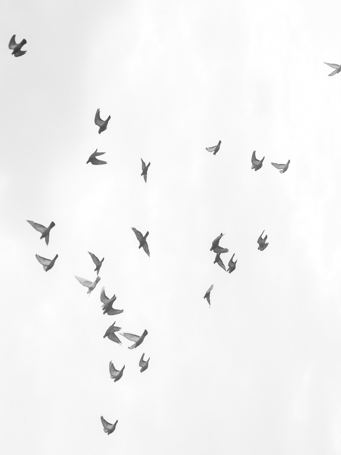 НИКА И ЕГОР, ПЕГАС. Свадебный и индивидуальный фотограф в Челябинске Евгения Негодяева