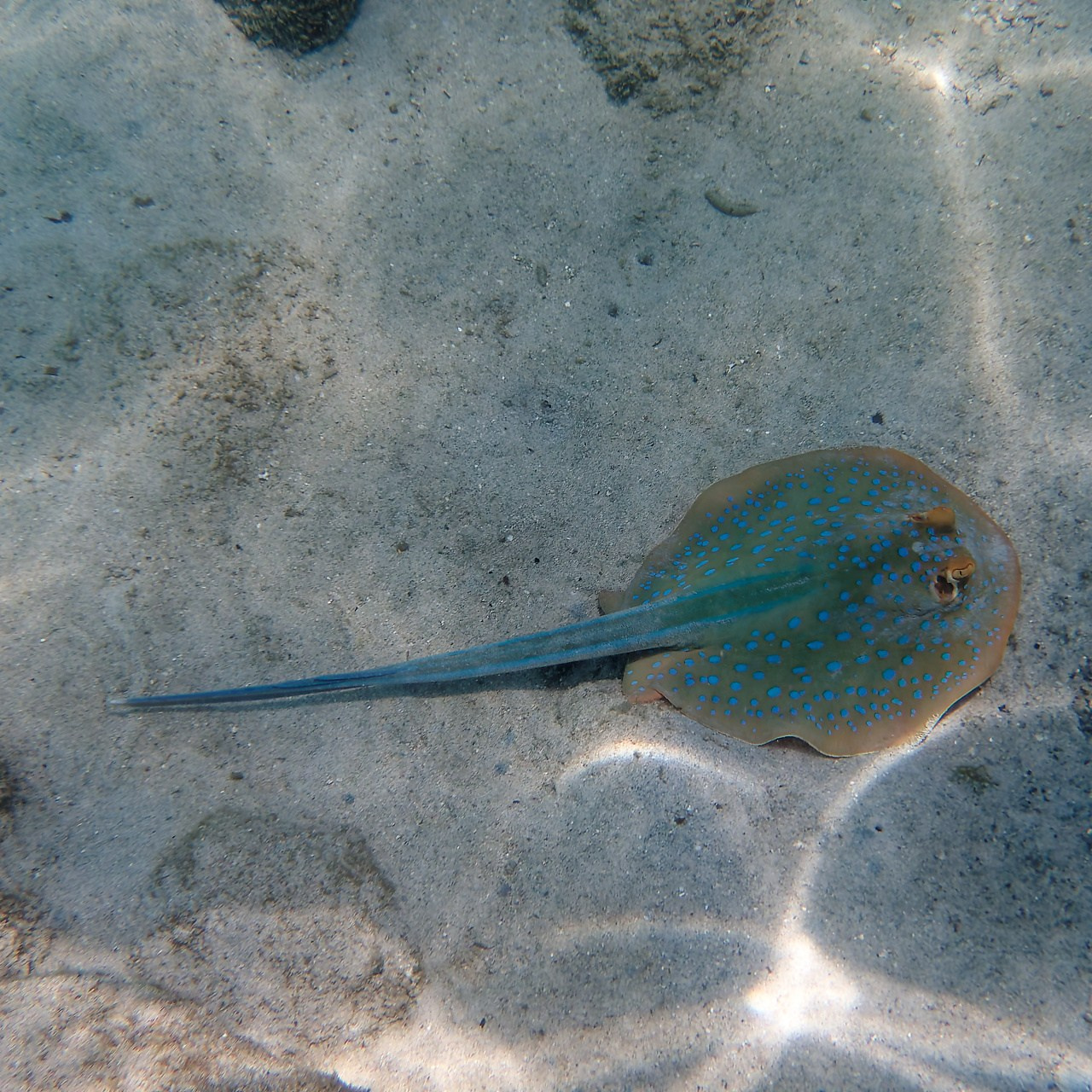 Мне посмотреть. Рыбов показываю