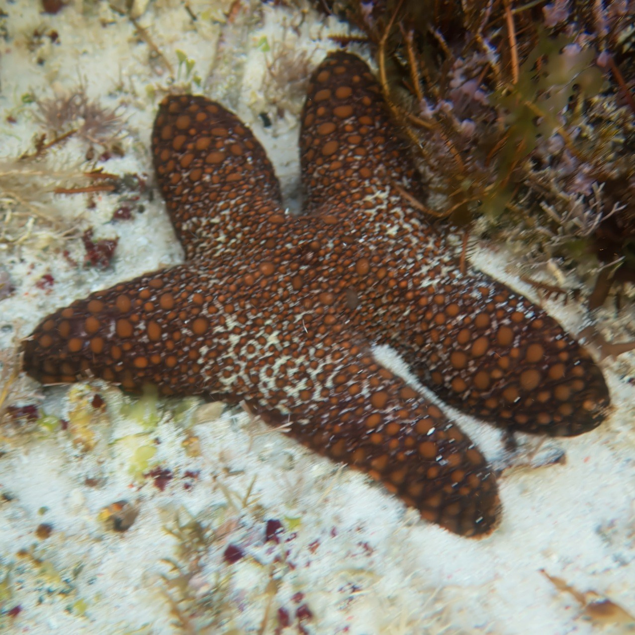 Мне посмотреть. Рыбов показываю