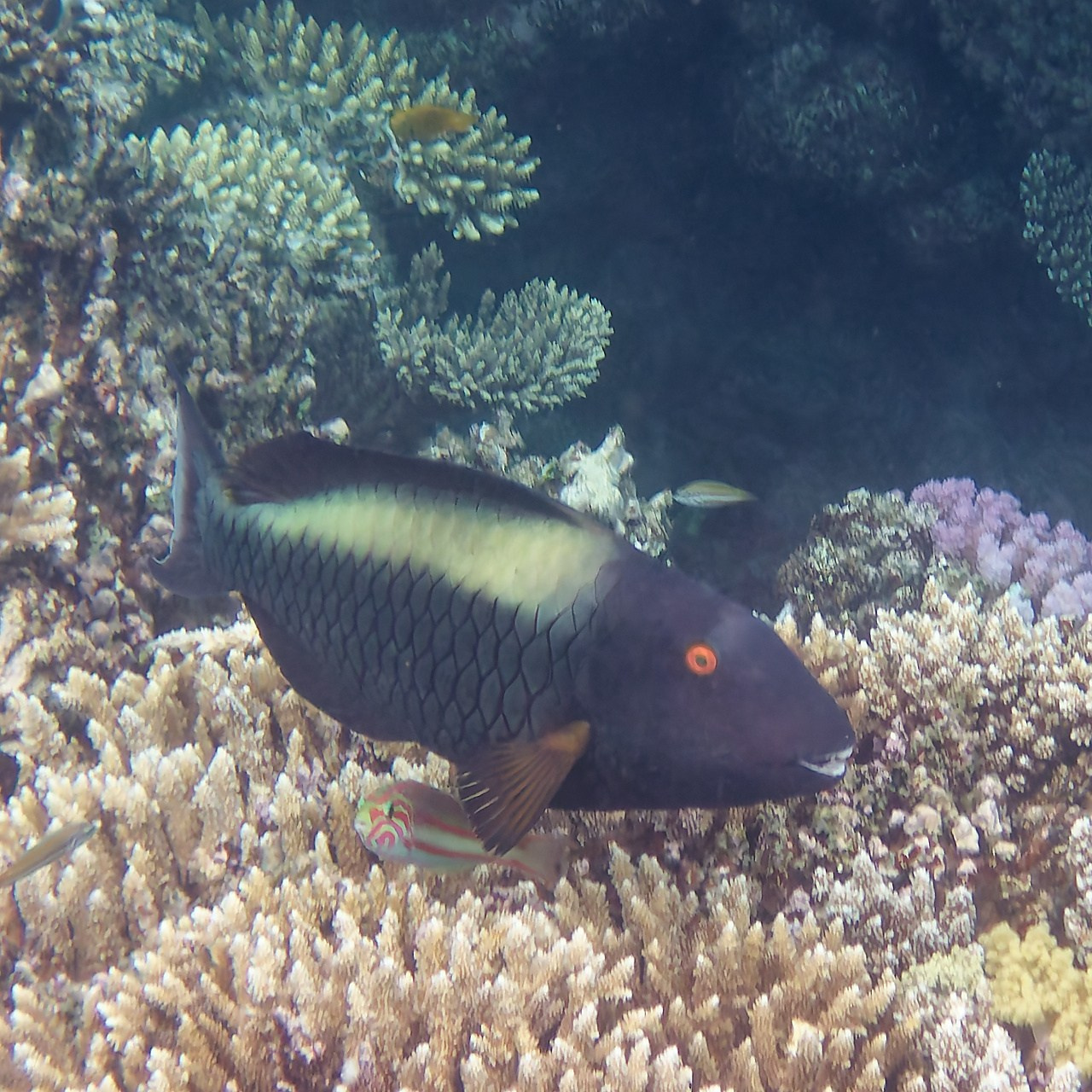 Мне посмотреть. Рыбов показываю