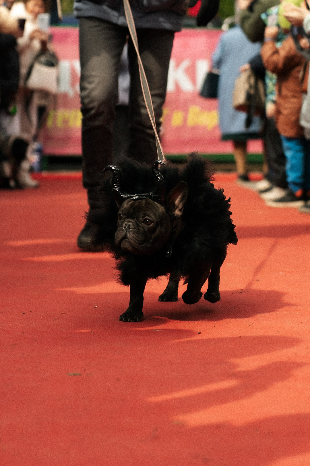 Парад Бульдогов. Axenov_eugene