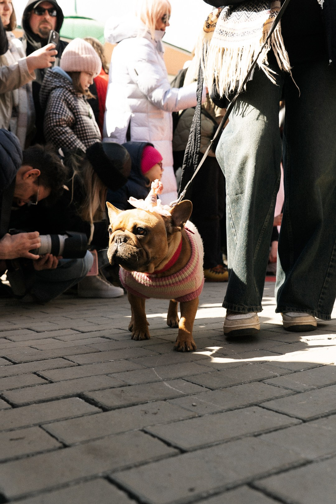 Парад Бульдогов. Axenov_eugene