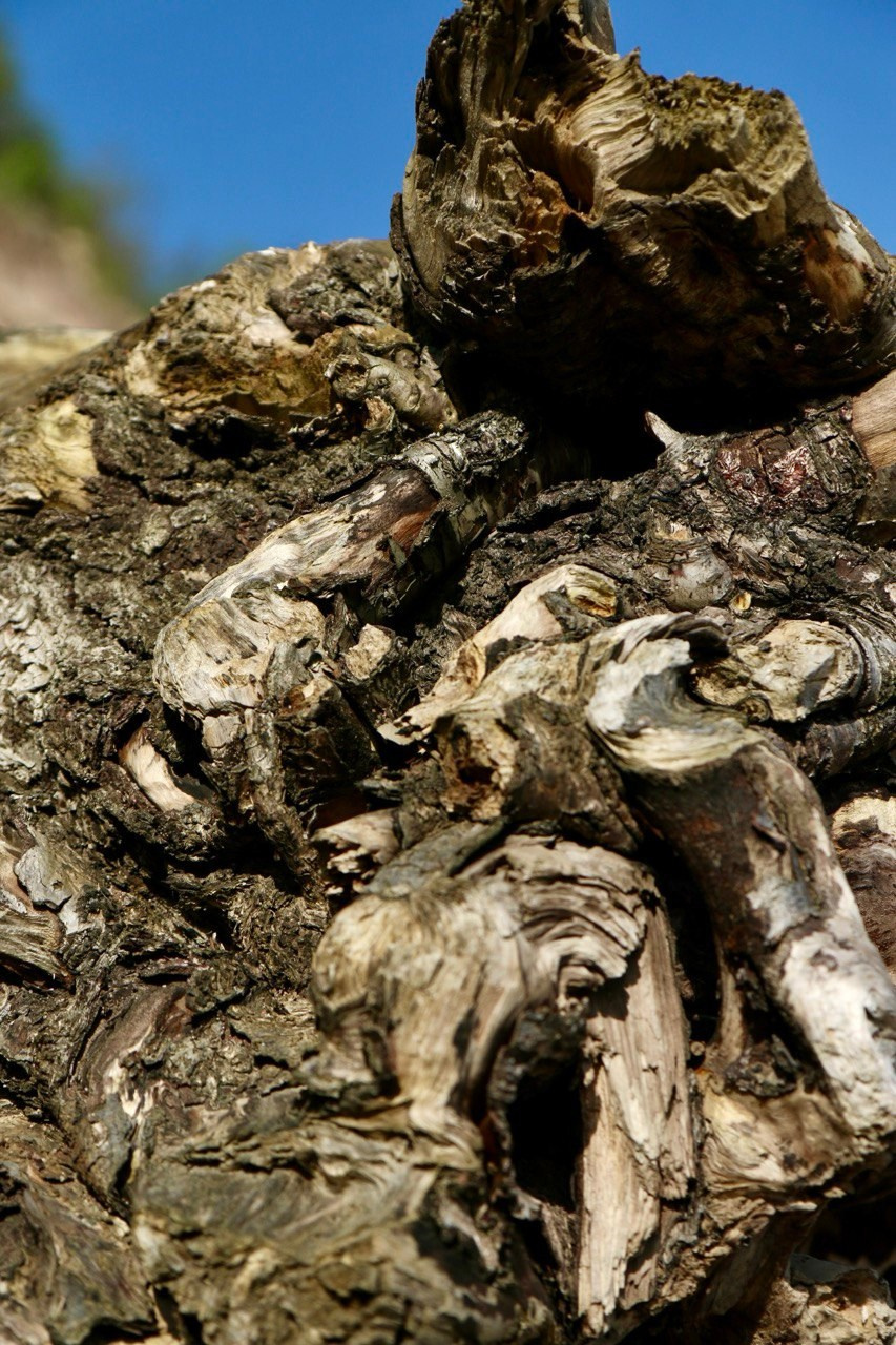 Макро. Фотографирую мир