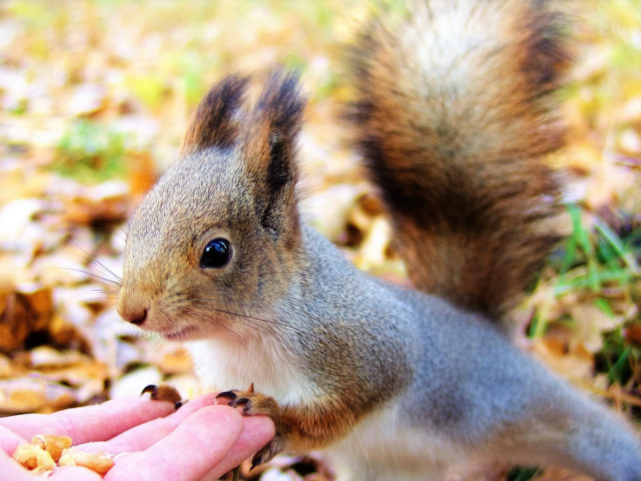 Пушистая красавица парков и скверов Петербурга. Сидя на руке человека белка грызет орешки