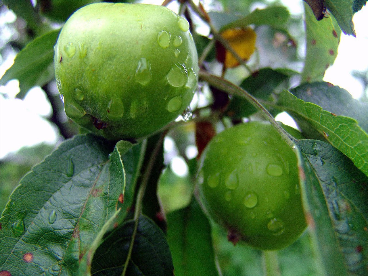 Яблоня в саду. Молодильные яблочки созрели