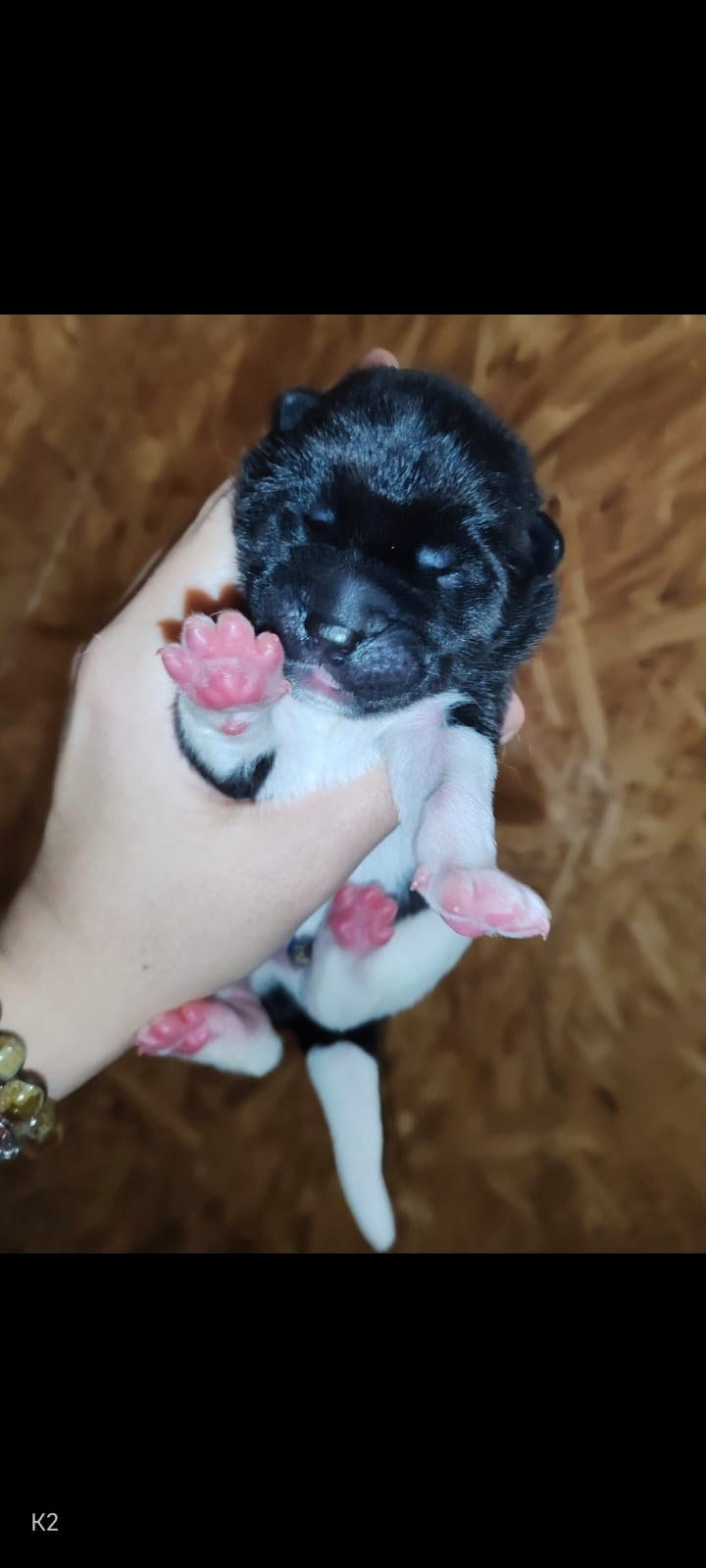 Американская акита Rubylight Kak Rokfor