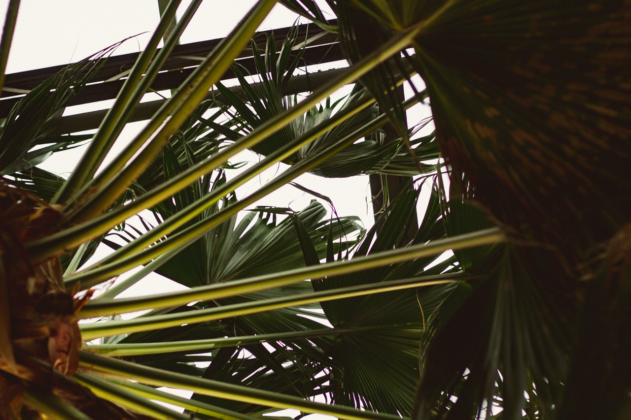 Petro Art — квартет в Таврическом саду (Рок Хиты). EvgenyCraft