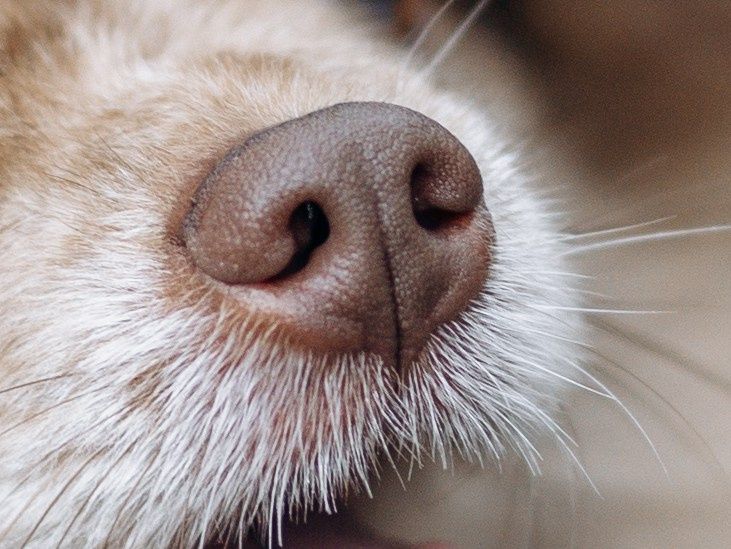 Скай, Марти и Катя. Фотограф-анималист в Москве Кириллова Татьяна