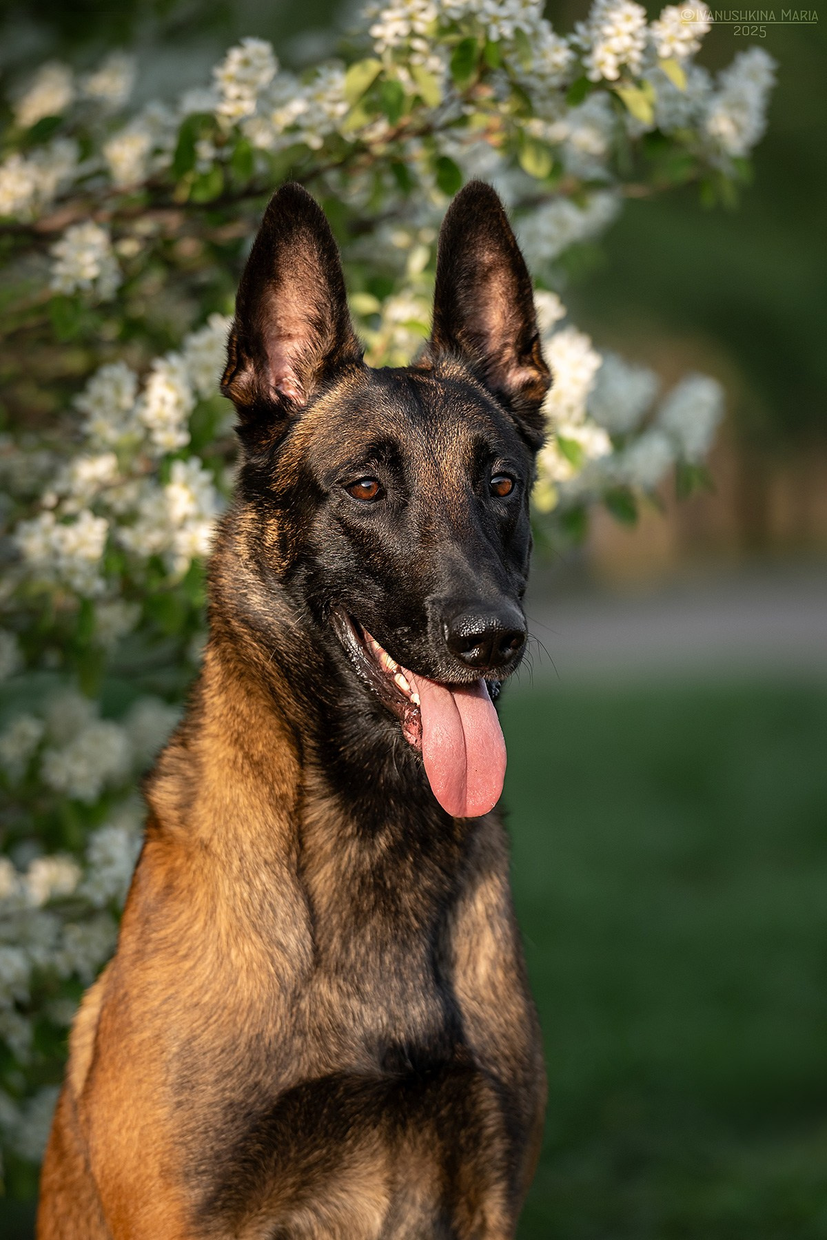 Экстерьерная фотосессия собаки. Фотограф собак в Москве и Московской области Иванушкина Мария
