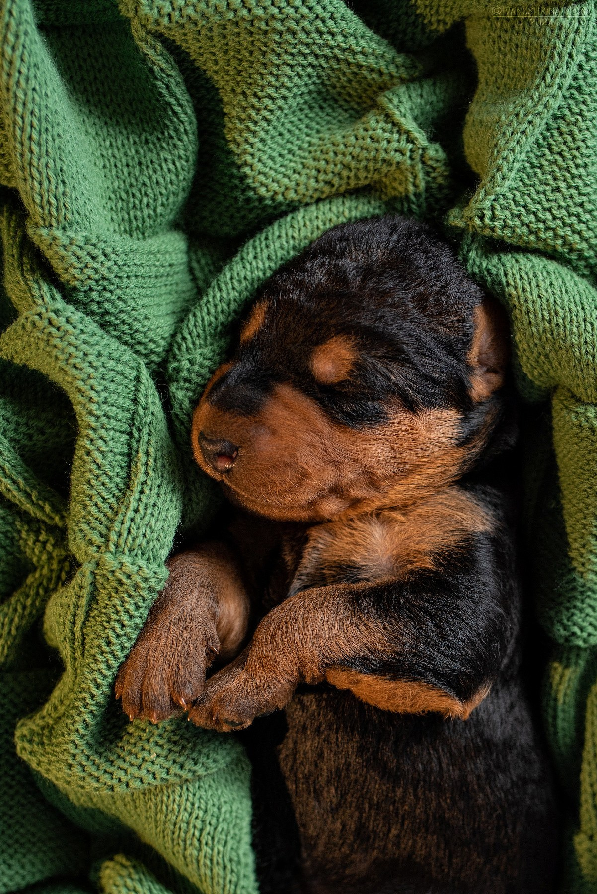 Ньюборн фотосессия щенков. Фотограф собак в Москве и Московской области Иванушкина Мария