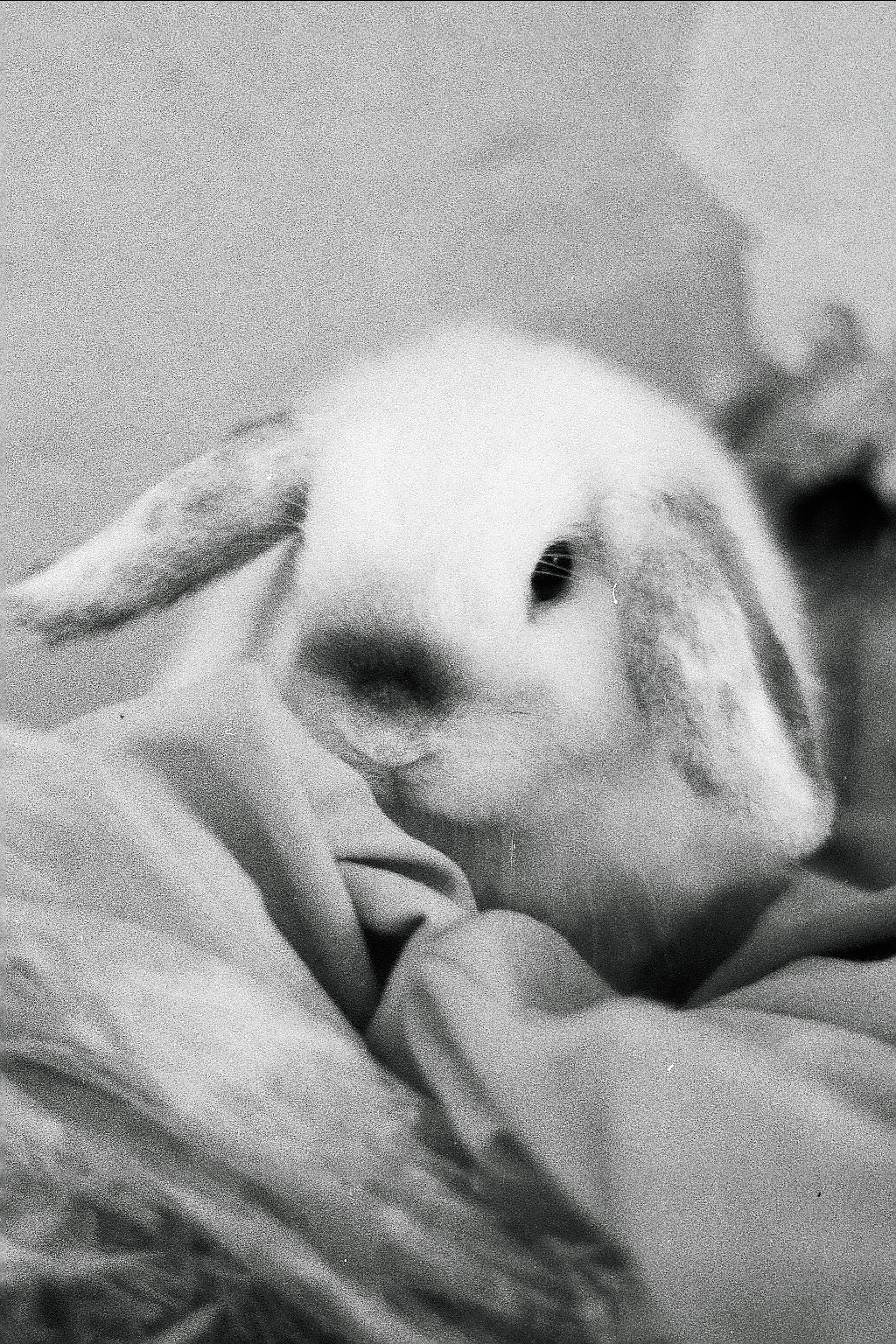 Silberra P400 (2). Natalia Carney — Photographer, Model, Blogger