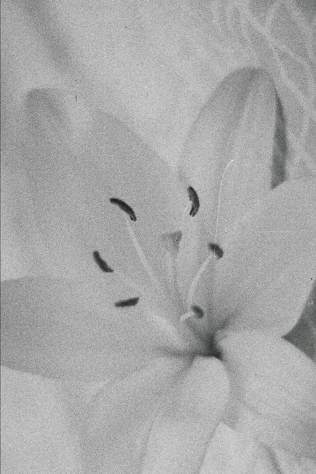 Silberra P400 (2). Natalia Carney — Photographer, Model, Blogger