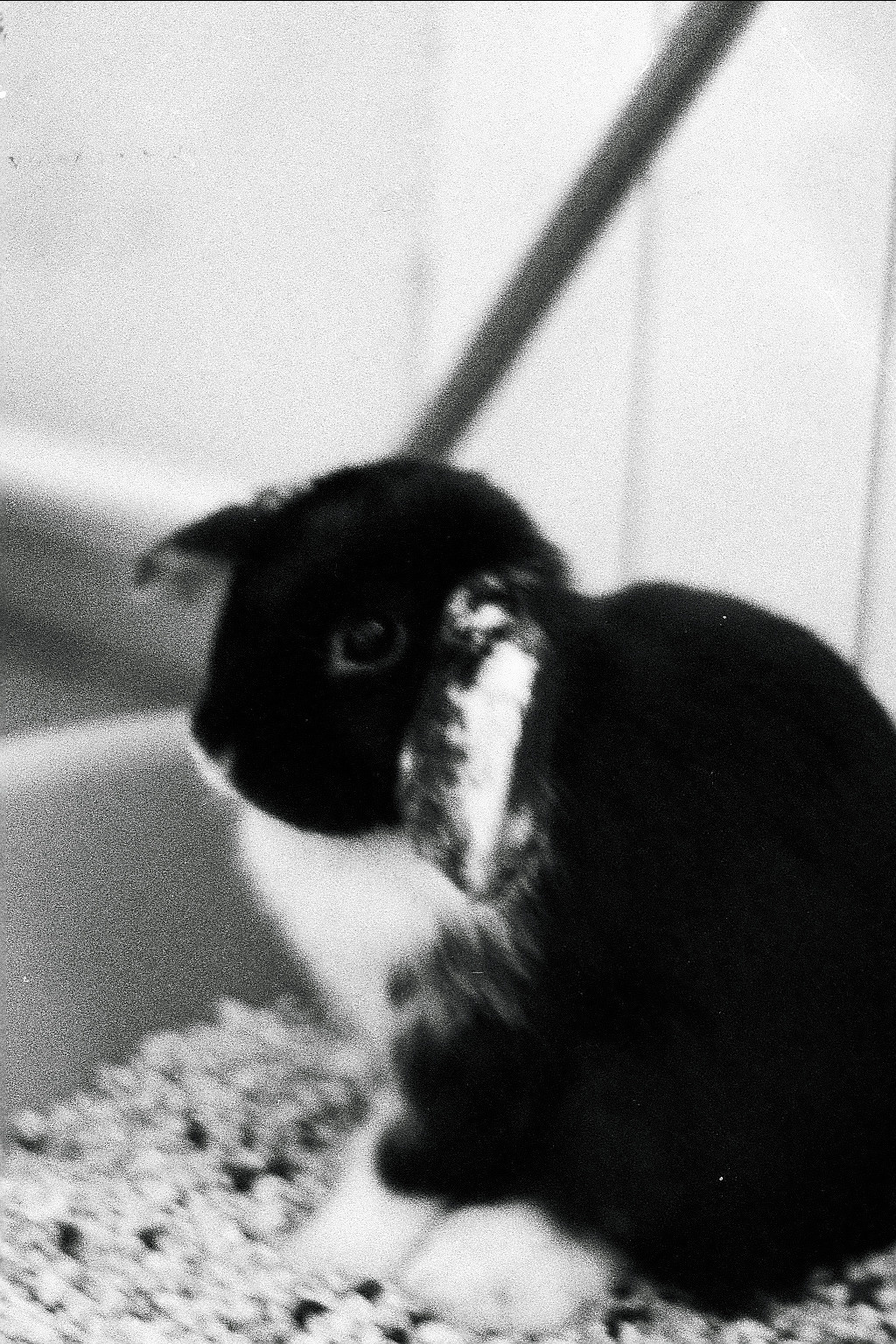 Silberra P400 (2). Natalia Carney — Photographer, Model, Blogger