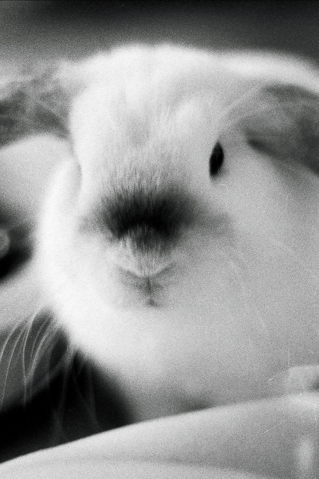 Silberra P400 (2). Natalia Carney — Photographer, Model, Blogger