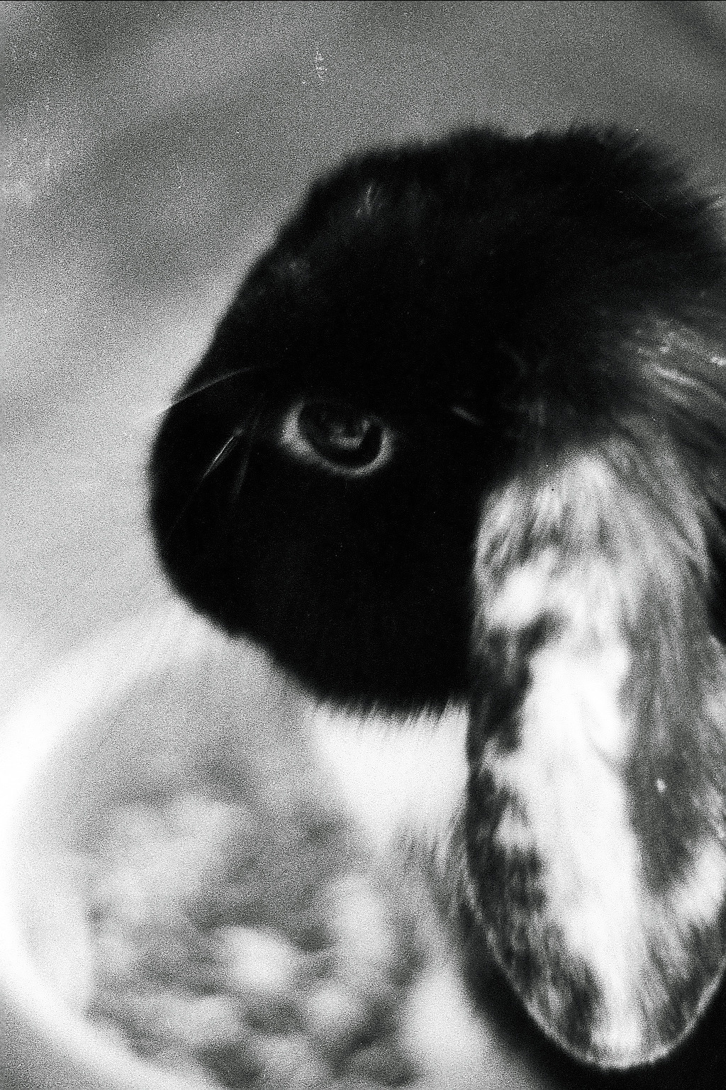 Silberra P400 (2). Natalia Carney — Photographer, Model, Blogger