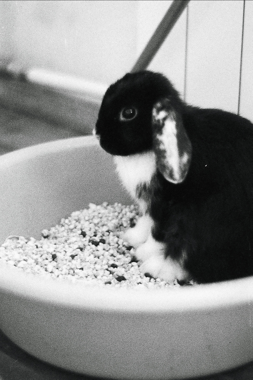 Silberra P400 (2). Natalia Carney — Photographer, Model, Blogger