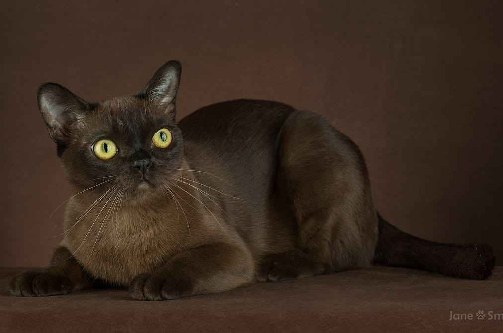 Котёнок американской бурмы. Las Burmas — питомник американской бурмы традиционных линий