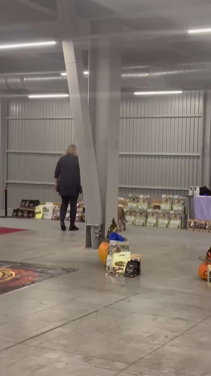 Участие в выставках. Американские булли XL в г. Калининград. Питомник Great Bully UNIVERSE