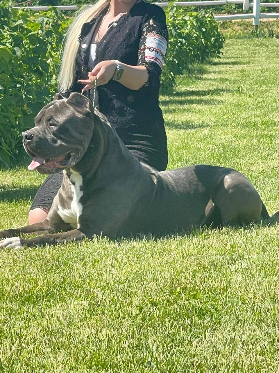 Участие в выставках. Американские булли XL в г. Калининград. Питомник Great Bully UNIVERSE