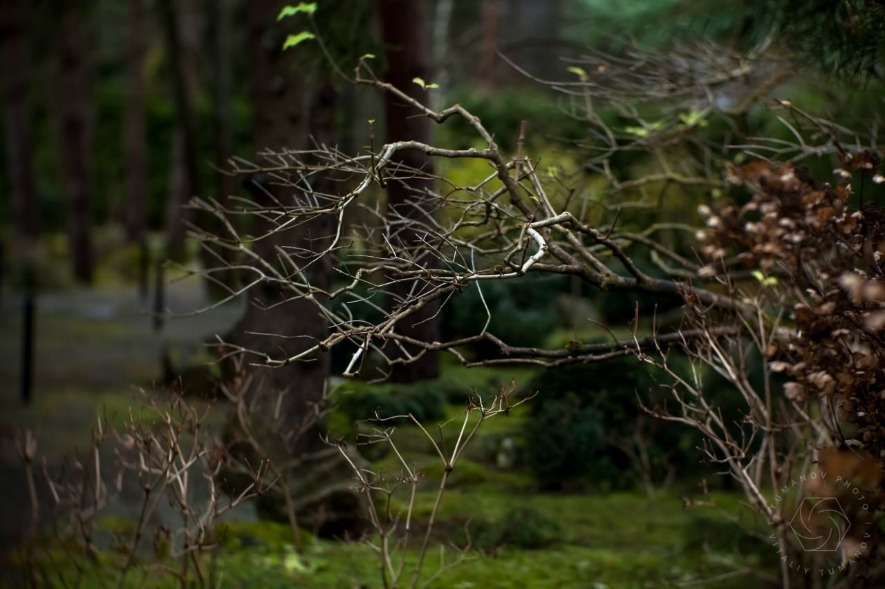 Сад мхов. Виталий Туманов — Ландшафтный фотограф
