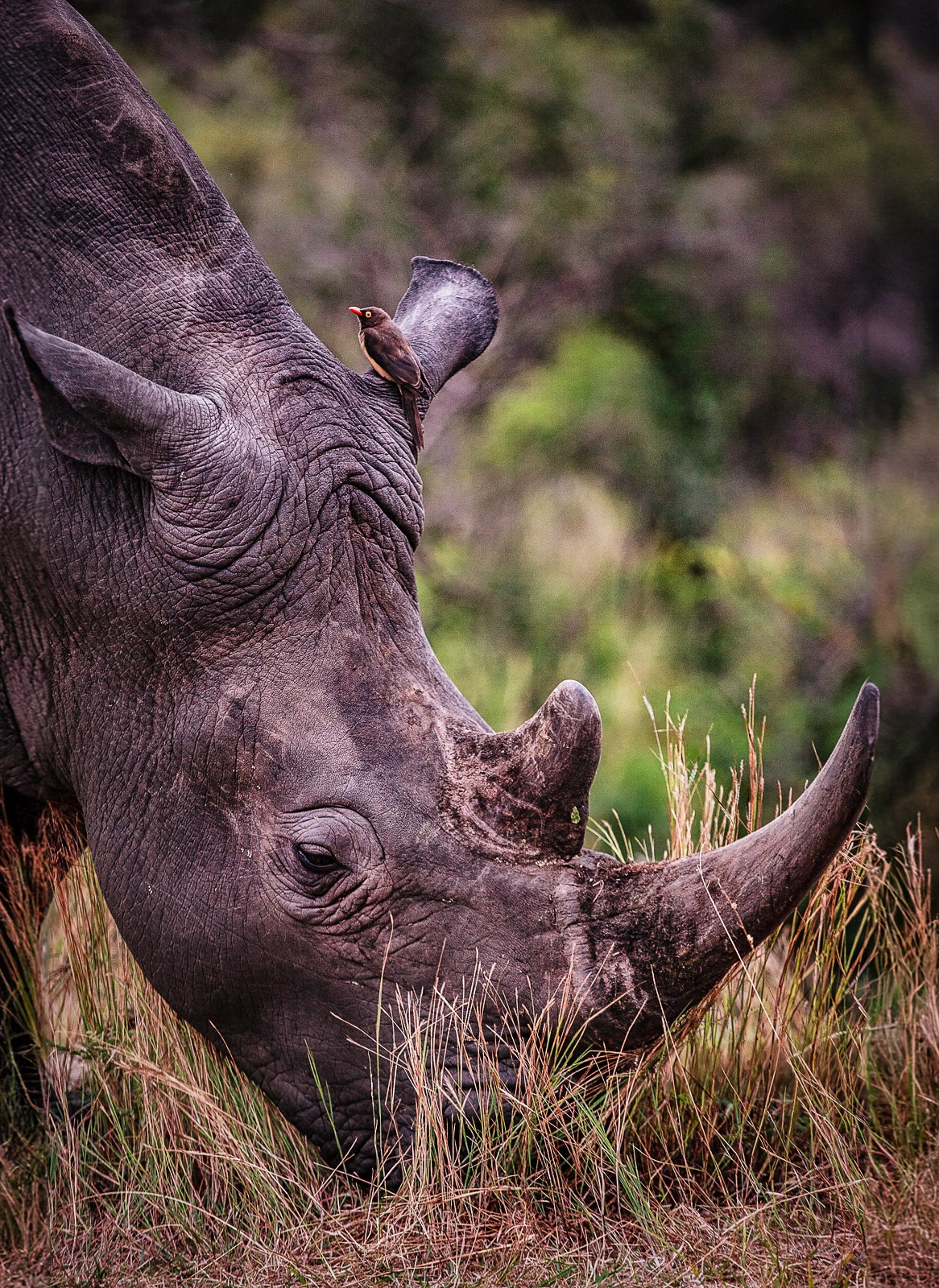 Сафари (ЮАР). Фотограф Владимир Остапенко