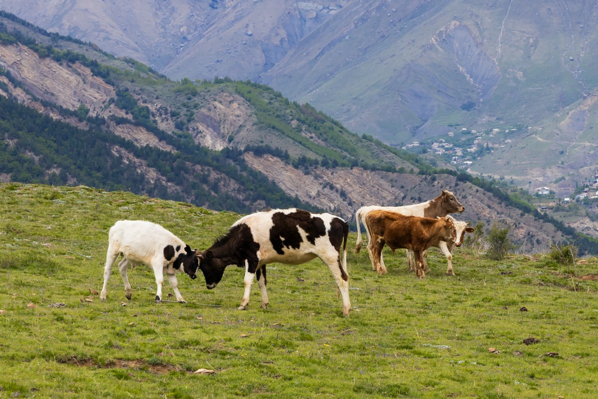 Животные. Photomantis