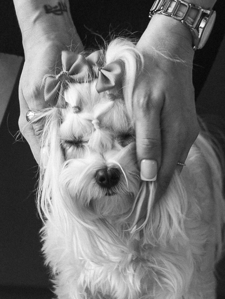 Мира и Таня. Фотограф-анималист в Москве Кириллова Татьяна