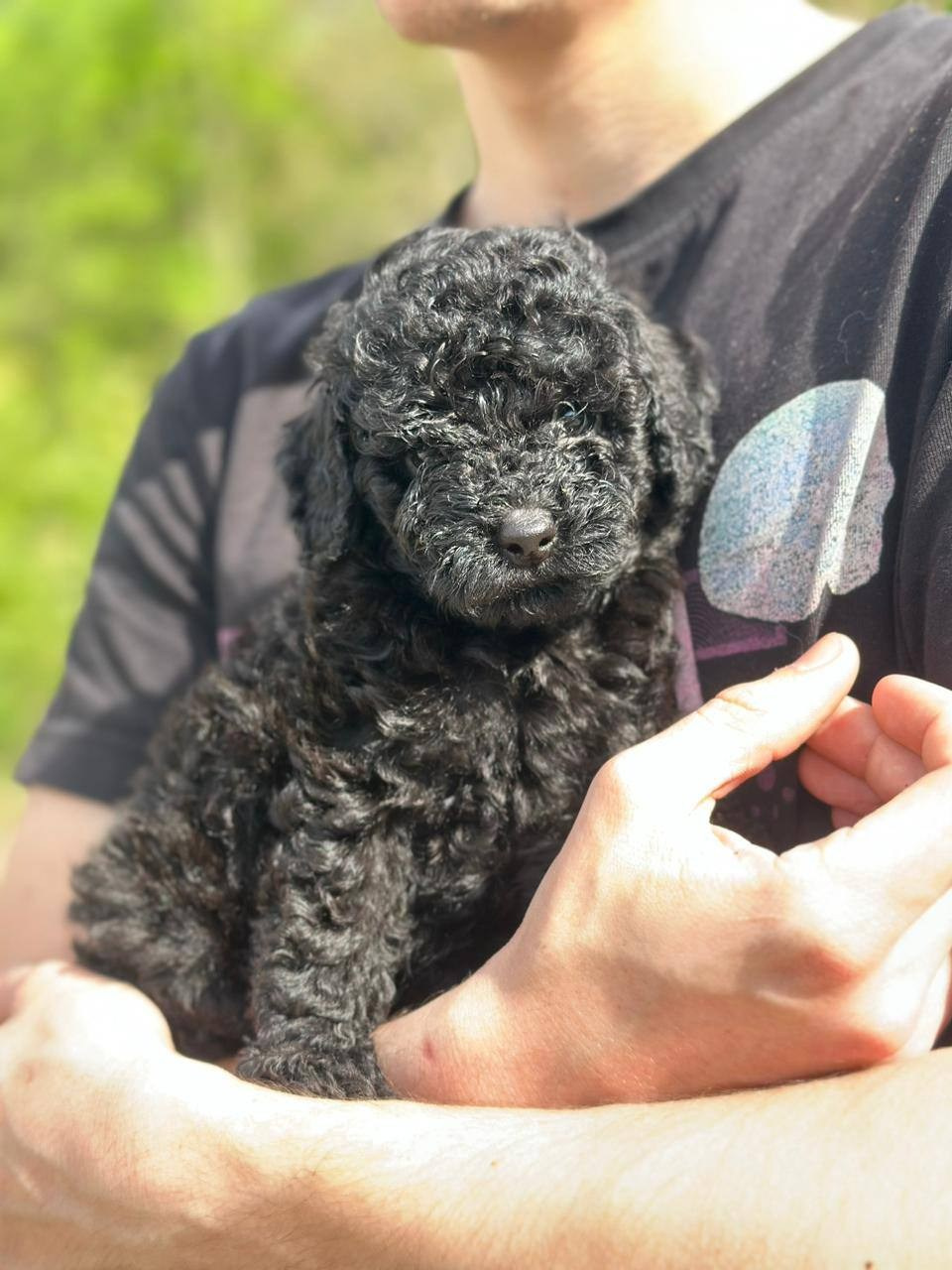 Щенки. Заводчик Labradoodle в Санкт-Петербурге — Костылева Ульяна