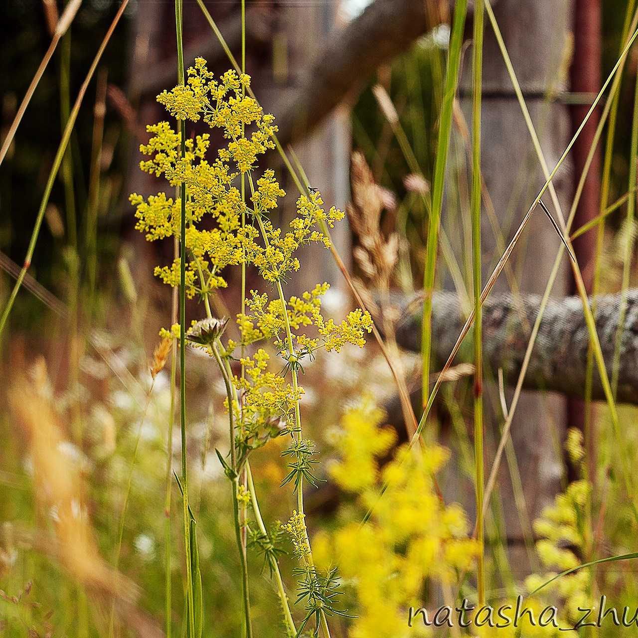 Травы. Природа севера