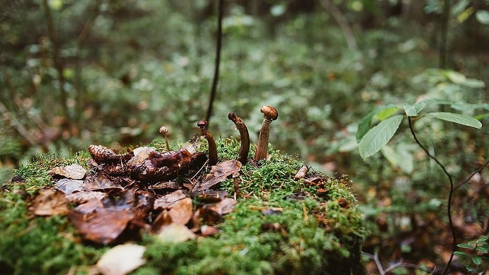 Русская деревня. Детский и семейный фотограф, фотограф мероприятий Нижний Новгород