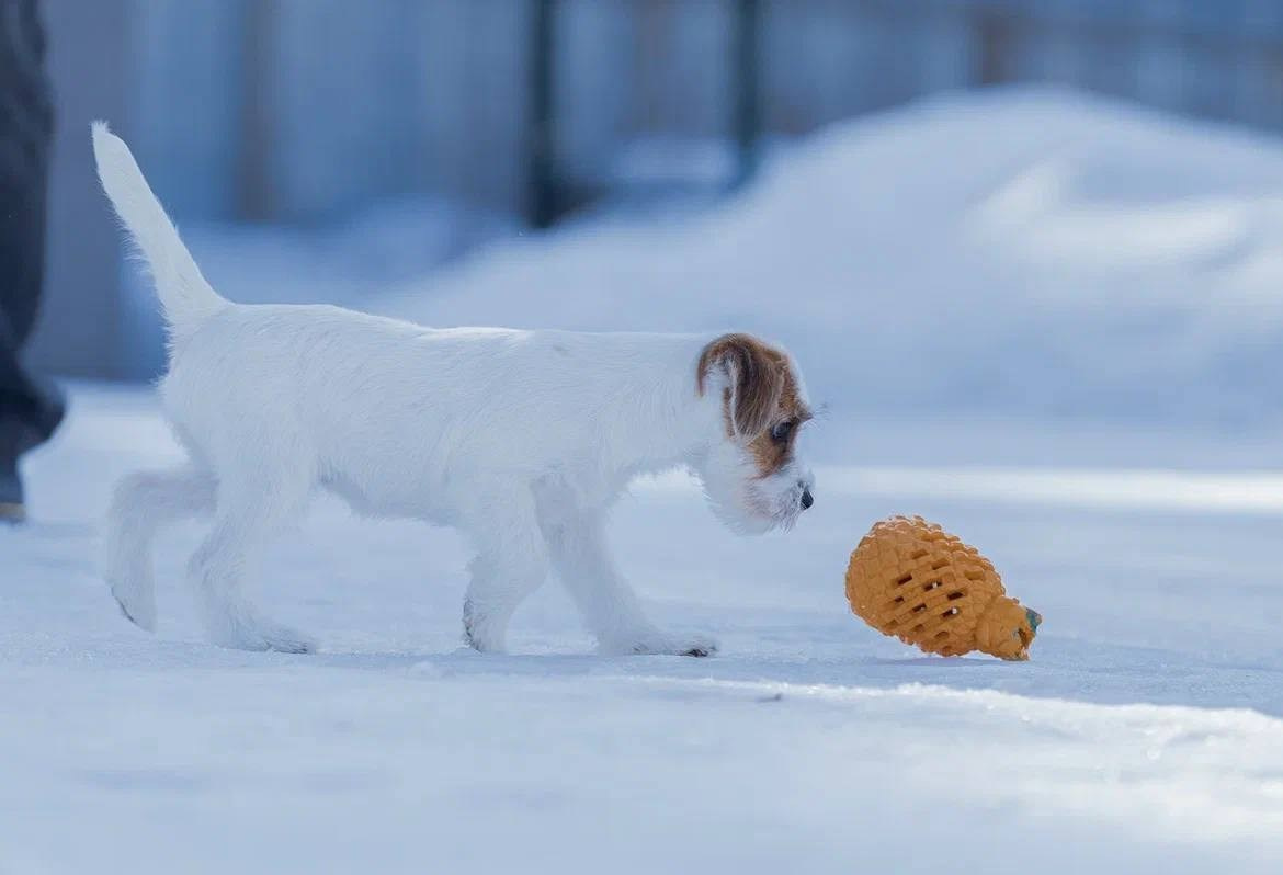 Сука 2. Lovely-Orange питомник джек рассел терьеров