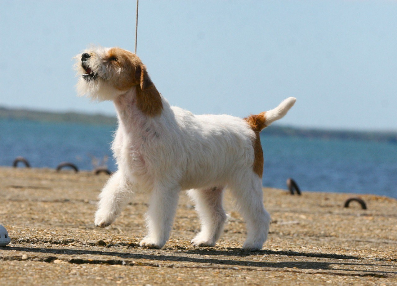 Lovely-Orange Colambina. Lovely-Orange питомник джек рассел терьеров