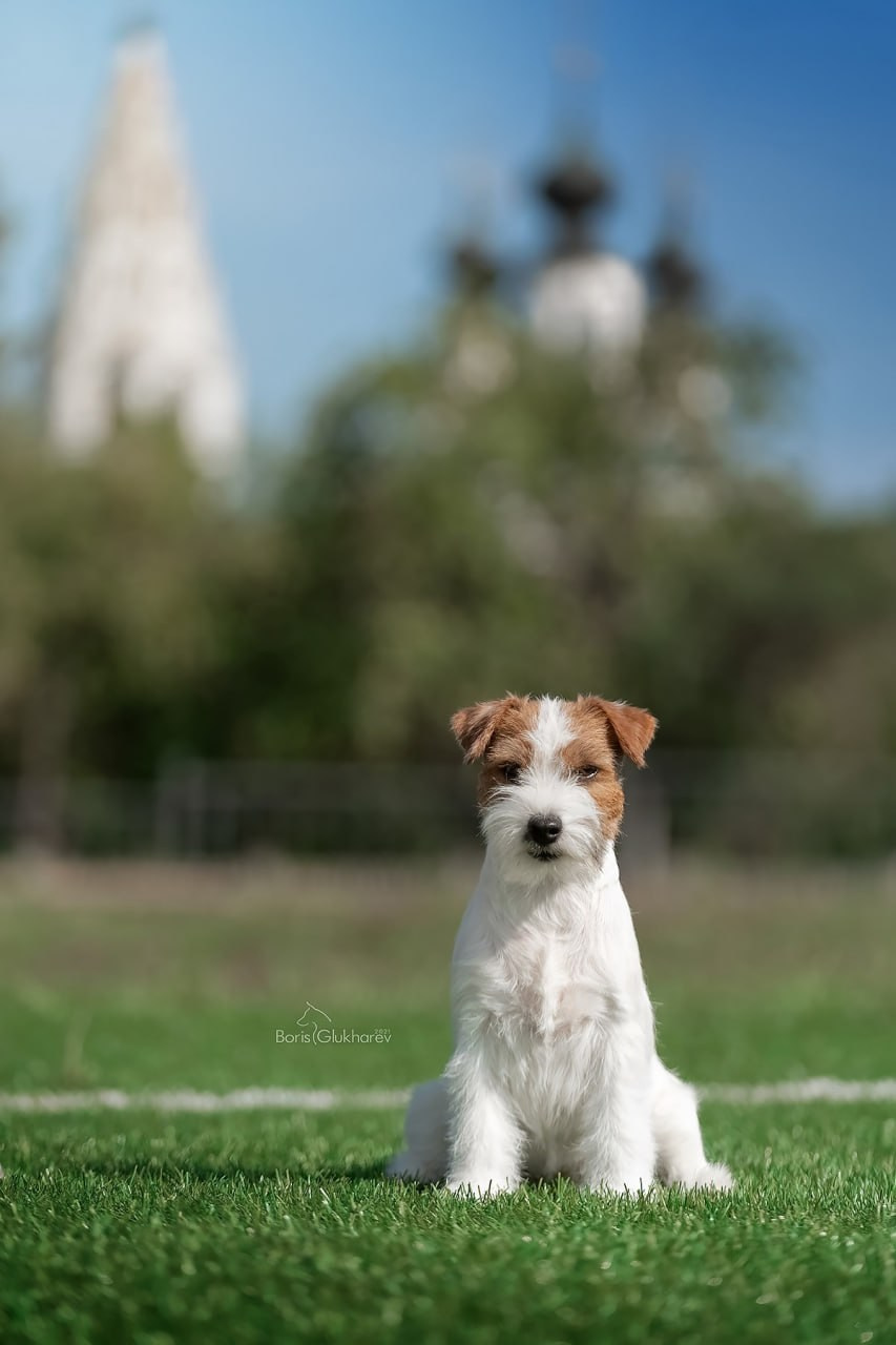 Lovely-Orange Alexandra. Lovely-Orange питомник джек рассел терьеров