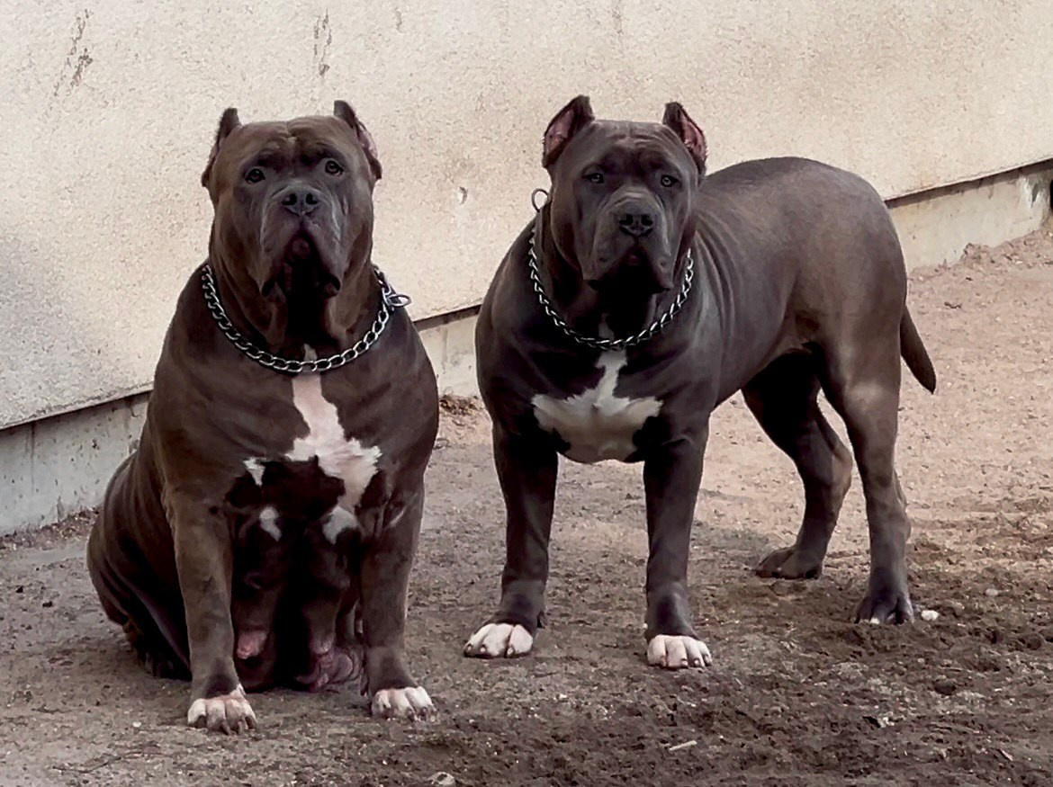 UPB’s Queenie & Zeus. 16.04.24. Американские булли XL в г. Калининград. Питомник Great Bully UNIVERSE