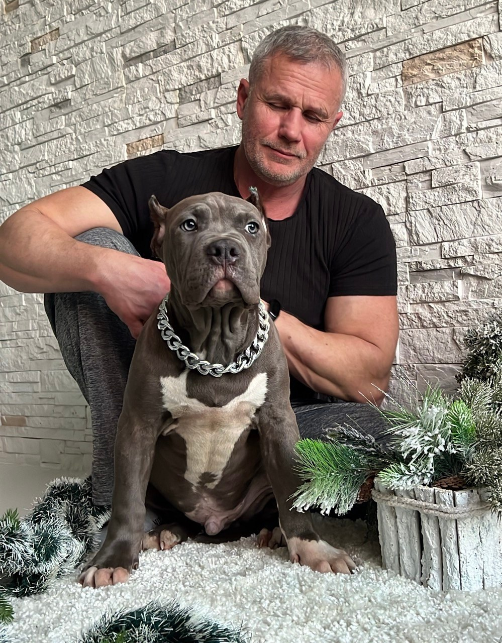 Все свободные щенки. Американские булли XL в г. Калининград. Питомник Great Bully UNIVERSE